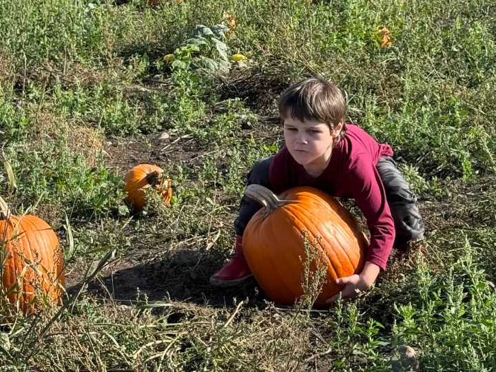 Pick and choose a pumpkin patch on Whidbey