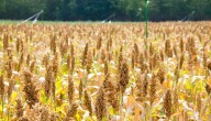 ICRISAT initiative to end fodder shortage in Jamica