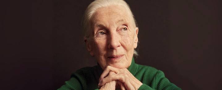 World-Renowned Primatologist Jane Goodall Passes Away at 91