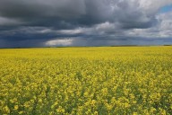 Sask. producers look for Carney to end trade disputes with China