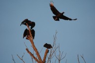 Black vultures attack and kill cattle. Climate change is one reason they’re spreading north