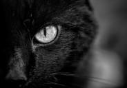 Hombre de El Bronx es arrestado tras publicar videos de tortura y sacrificio de un gato con fines ocultistas