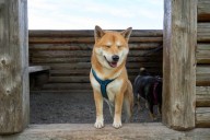 Dogecoin Is Up 4% Today: Here's What's Moving the Meme Token