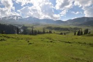 Over 200 ha of degraded forest land revived under Tosamaidan Project