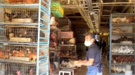Anuncian prohibición de venta de animales en el Mercado de Sonora en 2026