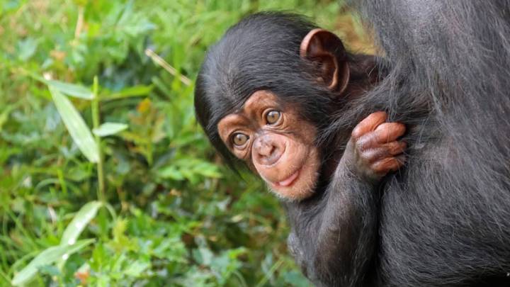 Little Rock Zoo gives new update on baby chimp Amali