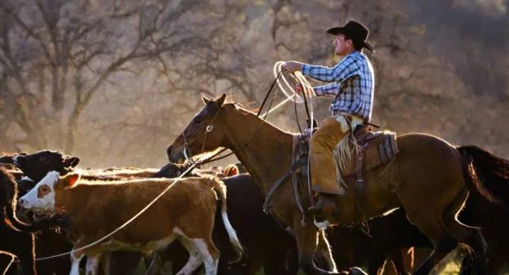 La furia de los ganaderos en EE.UU. porque el gobierno de Trump quiere importar más carne argentina: "Es una traición"