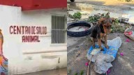 Perritos Mueren Presuntamente Ahogados en Inundaciones en Centro Animal de Poza Rica, Veracruz