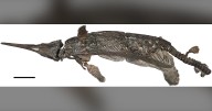 New dinosaur discovered: 'Sword dragon of Dorset'