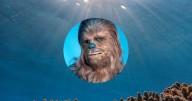 Coral “Chewbacca”, así es la nueva especie inspirada en Star Wars descubierta en el Pacífico