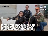 Police round up runaway goats