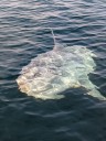Watch one of the weirdest fish on Earth swim circles around Oregon fisherman