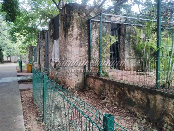 Muere jaguar macho en el zoológico La Reina de Tizimín; llegó apenas hace 6 meses
