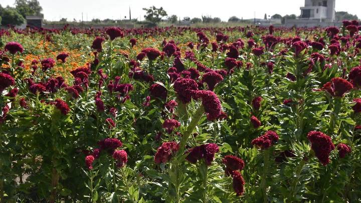 Agricultura resiste al avance urbano en Celaya y mantiene vivas sus tierras