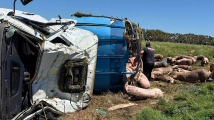 Caos y saqueo en una ruta tras el vuelco de un camión con cerdos