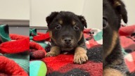 Wisconsin Shelter Puppy Watches His Siblings Leave One By One And Waits For His Turn