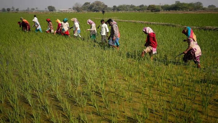 MSPs of winter crops raised by 4