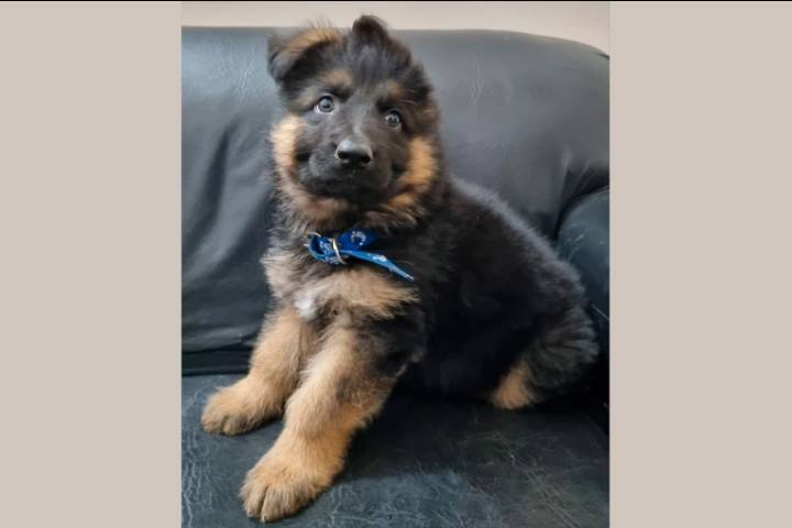 Nuevo integrante canino en la Policía de Victoria: adiestrarán a Thor para búsqueda de personas