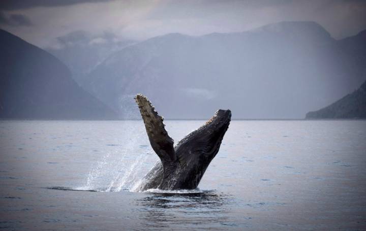 Whale watch firm ‘devastated,’ says its boat could have hit humpback later found dead