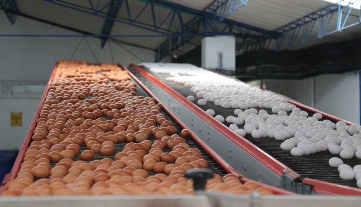El huevo, alimento esencial para la nutrición y orgullo de la producción avícola colombiana