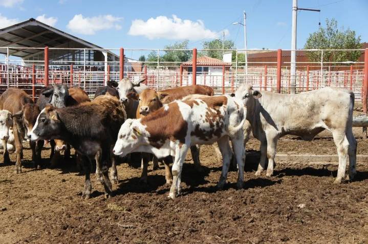 Texas pide reanudar comercio ganadero con México “lo antes posible” tras brote del gusano barrenador