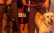 Perros de búsqueda de Trelew se suman al rastrillaje de la pareja desaparecida en Comodoro