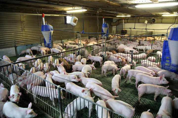 Granja de cerdos en Yucatán pide autorización para operar