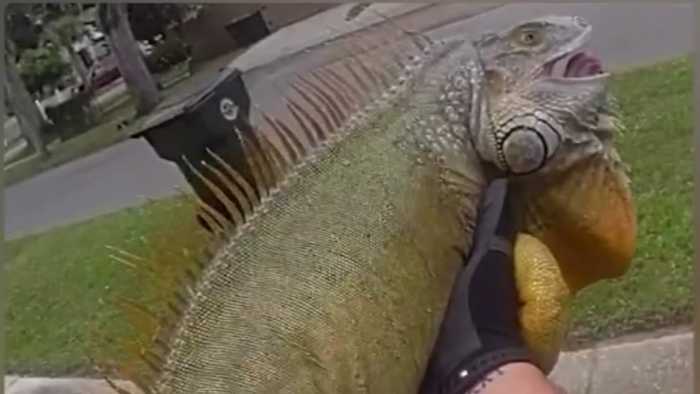 ‘He’s a big boy:’ Massive iguana arrested in Daytona Beach