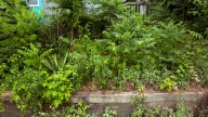 Invasive Plants Along The West Coast You'll Want To Think Twice Before Growing