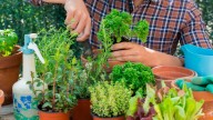 Esta jardinera explica una técnica que realmente funciona con cajas de cartón viejas