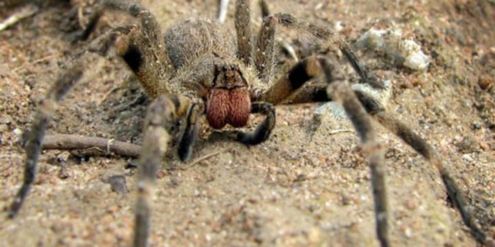 La peligrosa araña del banano: cómo actúa la especie que está entre las más venenosas del mundo