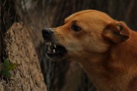Sullia: Dog attacks teacher conducting household survey