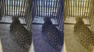 Nashik: Leopard Captured In Jai Bhavani Road Area; Citizens Breathe Sigh Of Relief