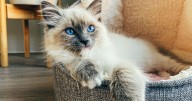 Vet shares 'brutally honest' opinion on five cat breeds he would 'never' choose