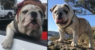 Vallejo police say bulldog taken at knifepoint; 2 suspects sought