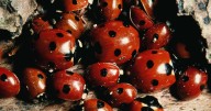Ladybirds swarm UK homes as baffled Brits given reason for 'invasion'
