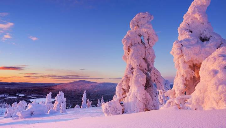 Literal Gold Dust Grows In Spruce Tree Needles, And It Offers Clues to Hidden Deposits