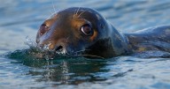 Republicans try to weaken 50-year-old law protecting whales, seals and polar bears