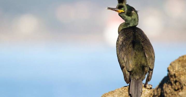 SEO/BirdLife exige a Bruselas frenar la "masacre" de cormoranes por ser un "retroceso en biodiversidad"