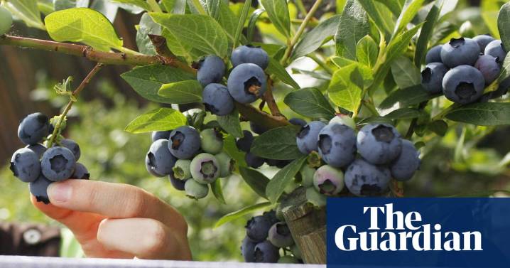 No traces of banned chemical thiometon found in blueberries, NSW authorities say, contradicting previous claim