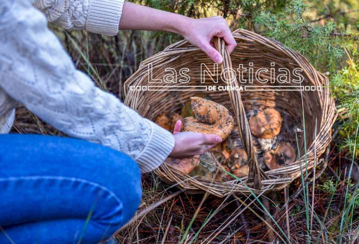 Cuenca aguarda una temporada de setas marcada por la incertidumbre