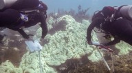 Marine heat wave caused key part of Florida’s coral reef to become “functionally extinct,” report says