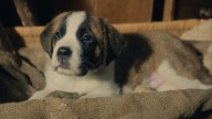 The Playmaker to Launch International Sales on 'Barry & Me' at AFM