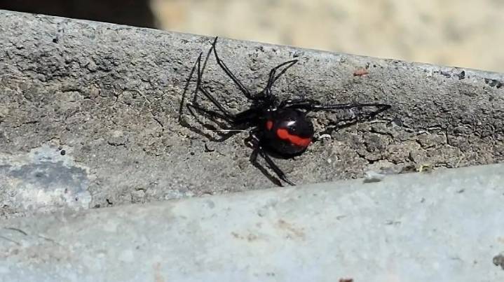 Suman 269 casos de picadura de araña en Chihuahua a lo largo de 2025