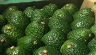 Colombia, entre los países con estrategias para competir en el mercado del aguacate