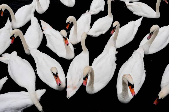 Californians can now shoot swans year-round without a license