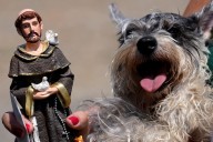 San Francisco de Asís. Cuál es la historia del patrono de los animales y veterinarios y qué oración rezarle