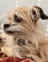 Eddie on Wheels, a beloved wheelchair-bound rescue dog, inspired a non
