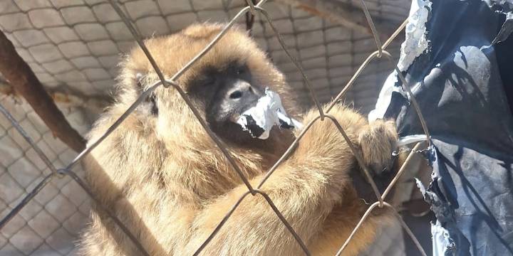 Entre Ríos: rescataron a un mono carayá que tenían enjaulado en una casa