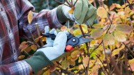 Why Martha Stewart's Gardener Loves To Plant These Spring Flowers In The Fall